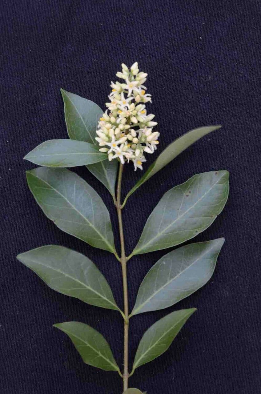 Forsteronia 7