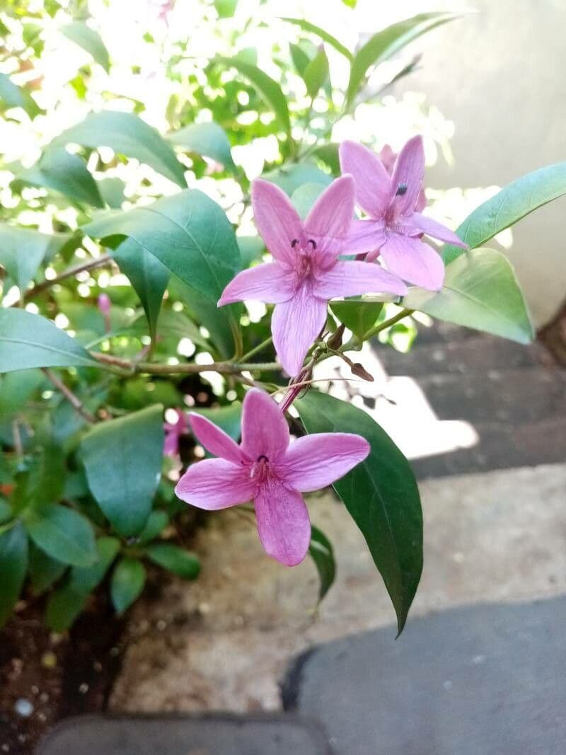 Pseuderanthemum 4