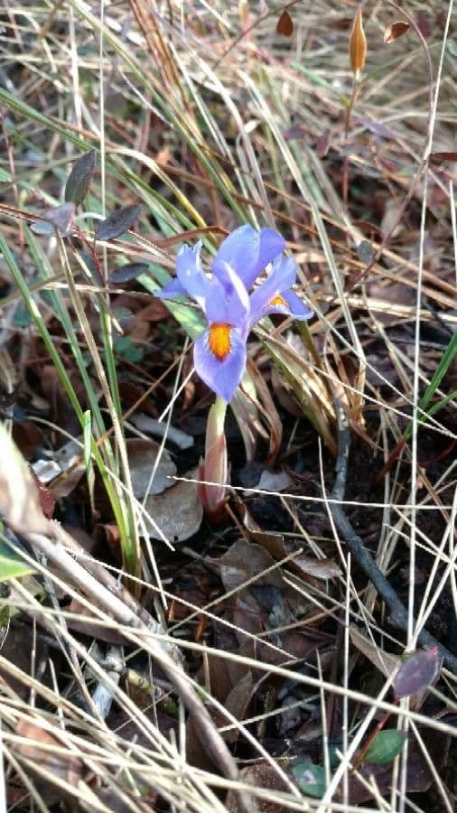 Iris verna 2