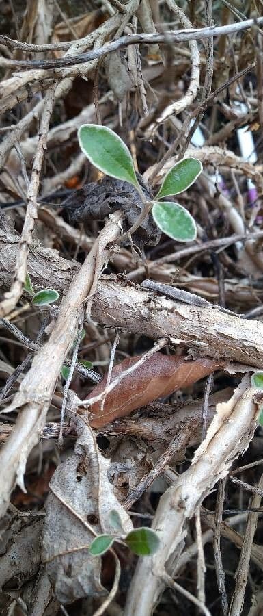Brachyglottis 18