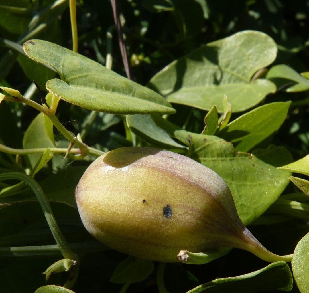 Spanische Osterluzei