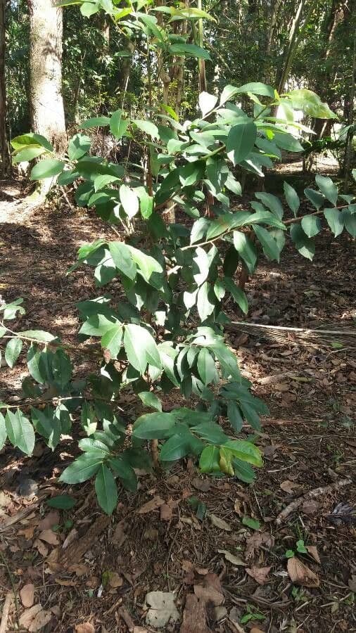 Ardisia 11