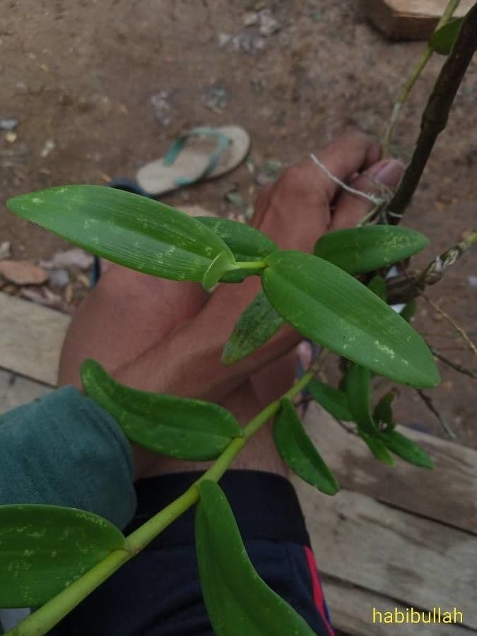 Orchidea colombina 14