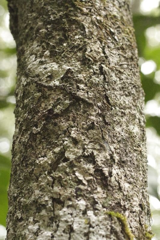 Talisia