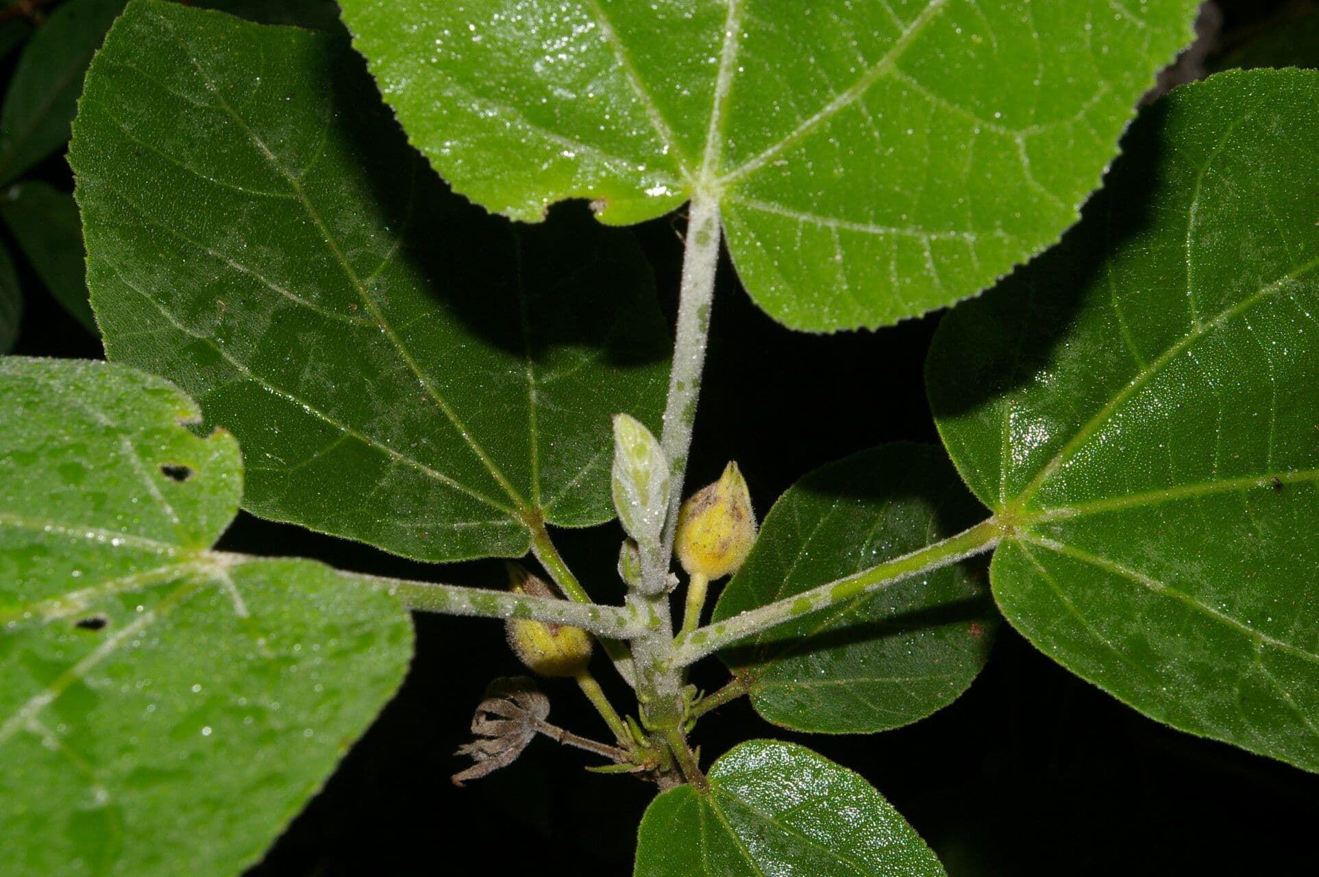 Malvaviscus 6