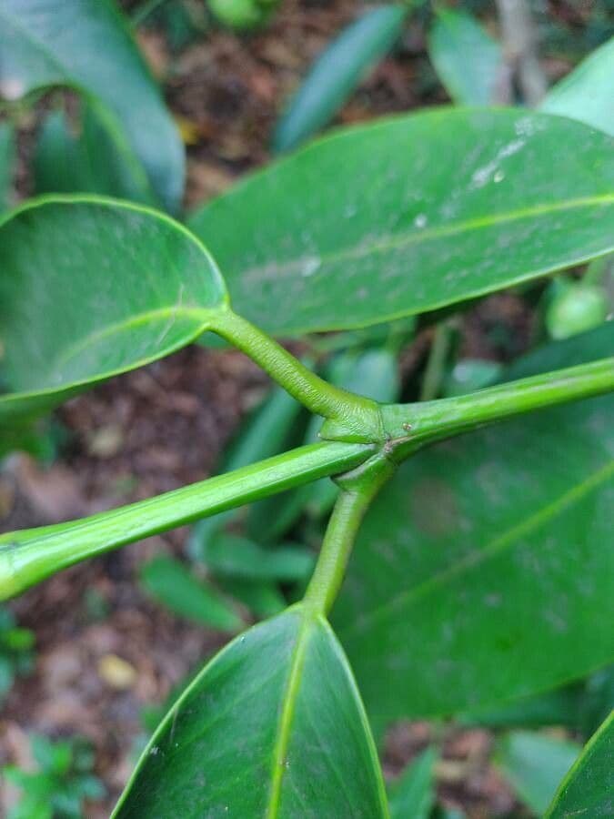Garcinia cochinchinensis 11