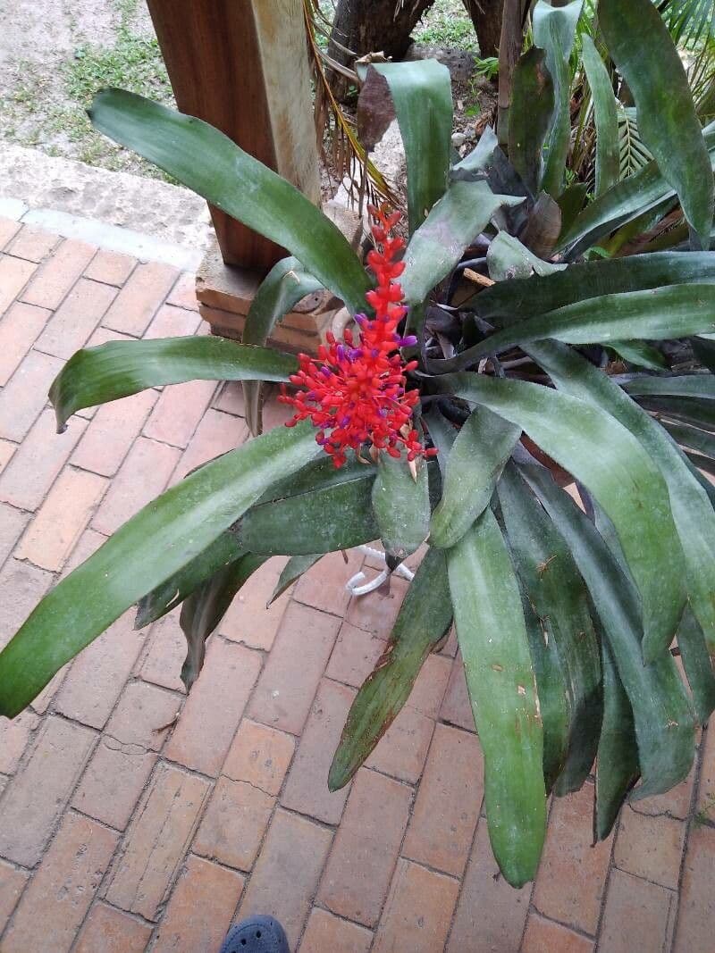 Aechmea 6