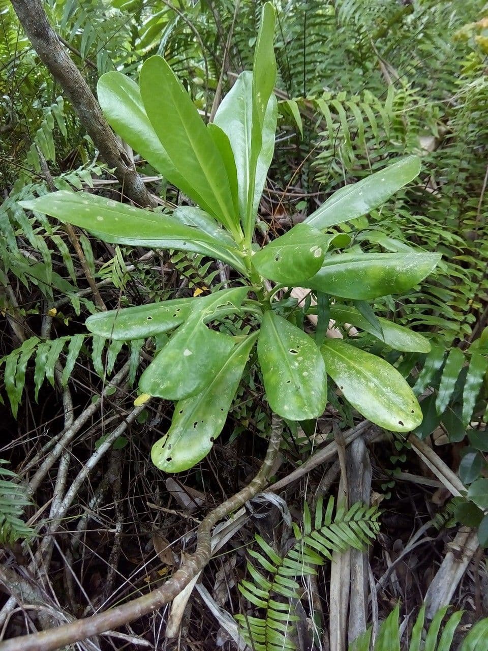 Scaevola taccada 26