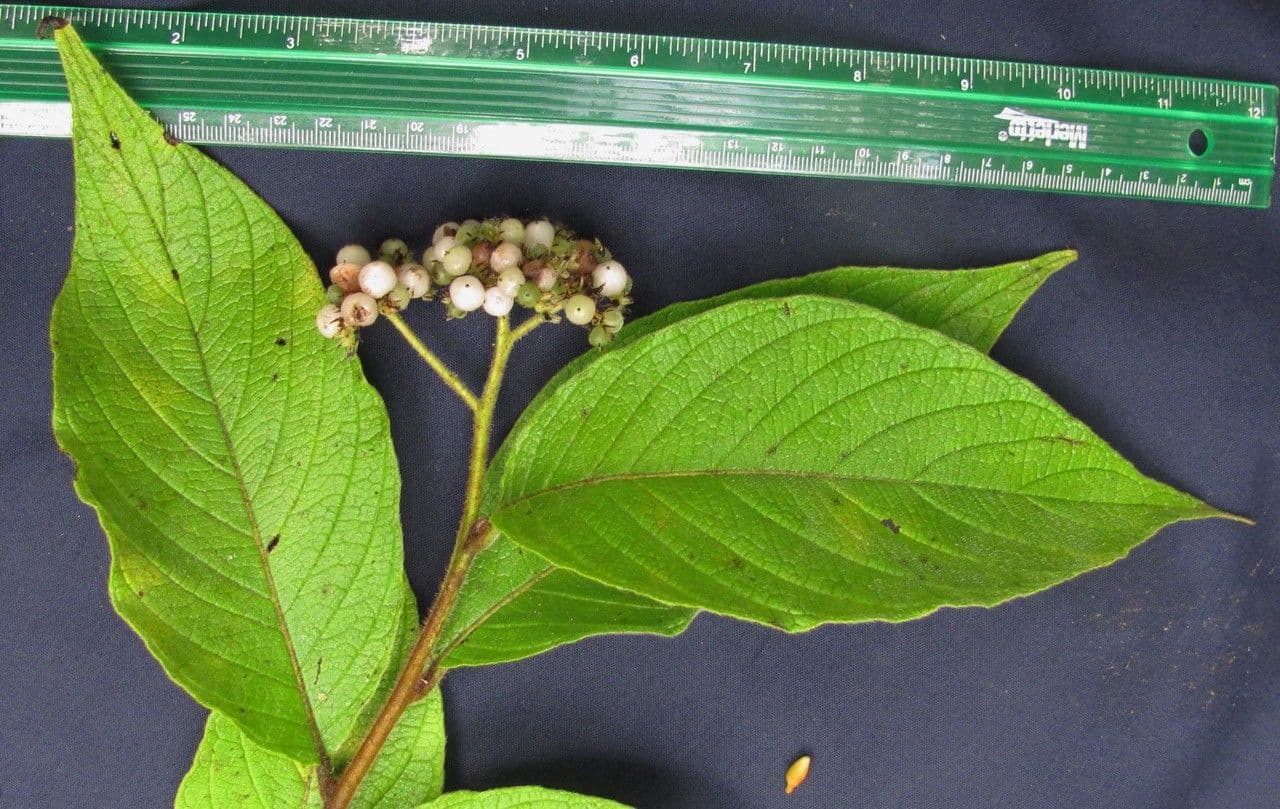 Tournefortia cuspidata 3