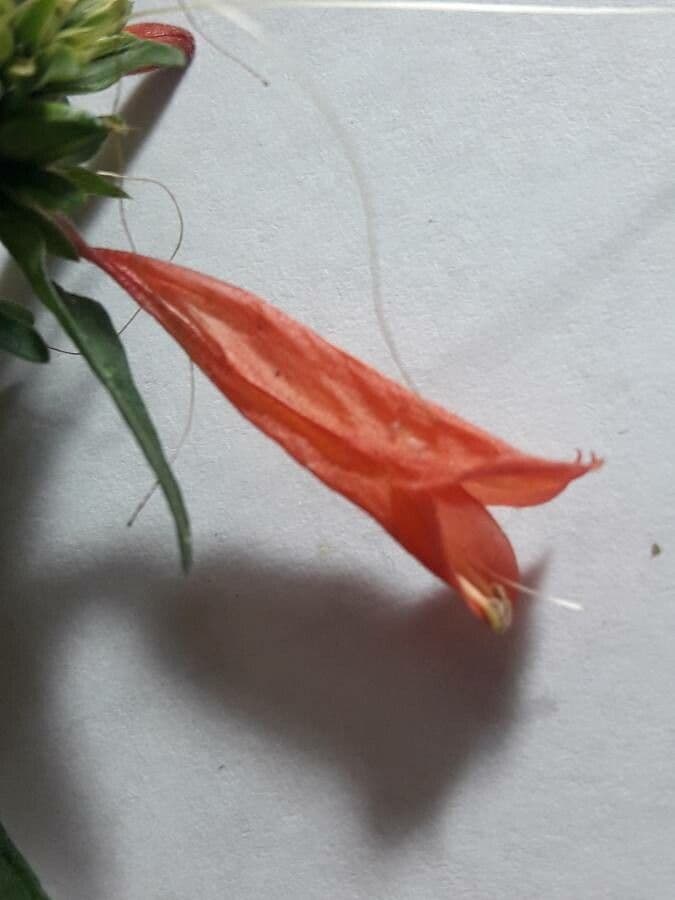 Dicliptera