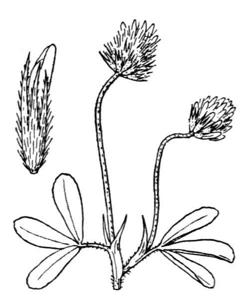 Klee 20