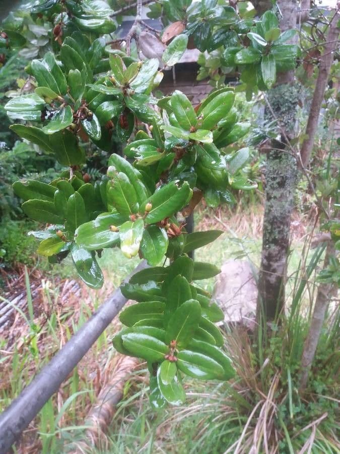 Eucryphia 14