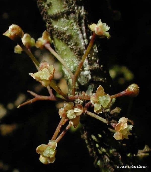 Amborella 8