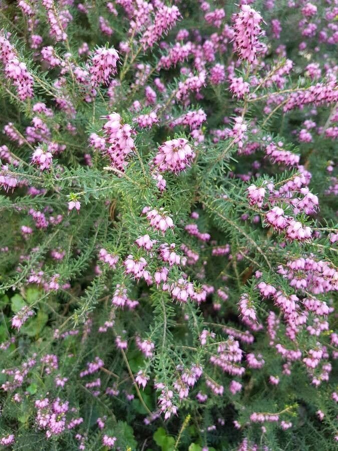 Erica herbacea 12
