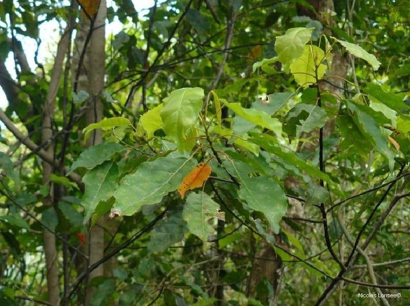 Rundblättriger Elaeocarpus 4