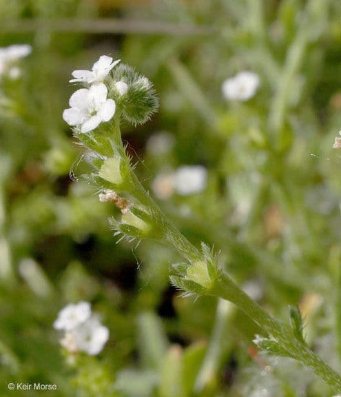 Plagiobothrys bratteato 2