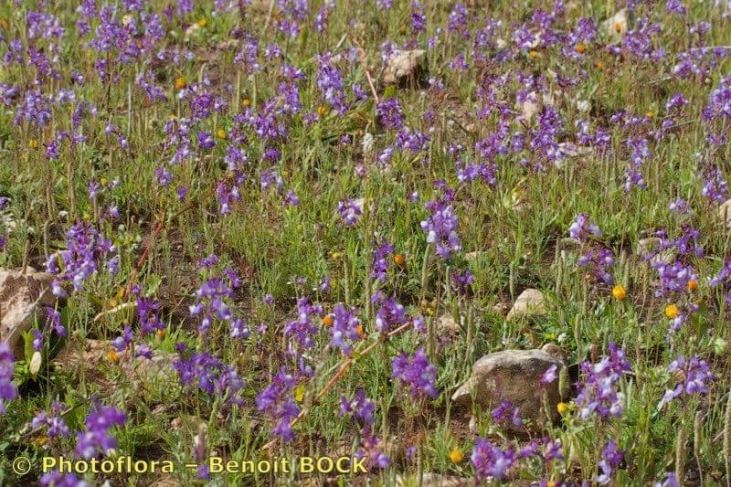 Linaria incarnata 12