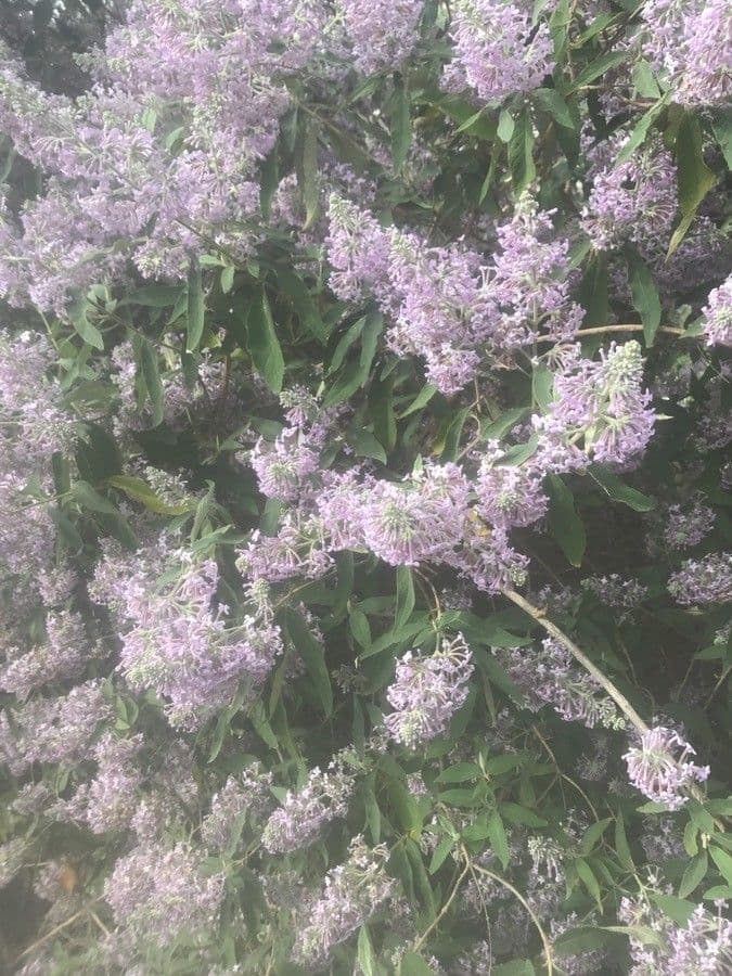 Salbei-Buddleie 2
