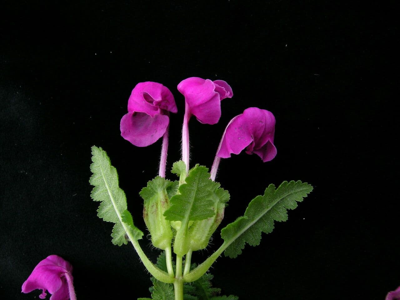 Pedicularis 4