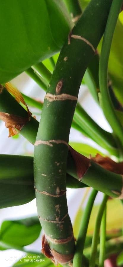 Aglaonema 14