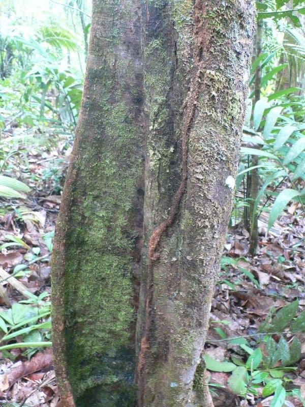 Sloanea 5