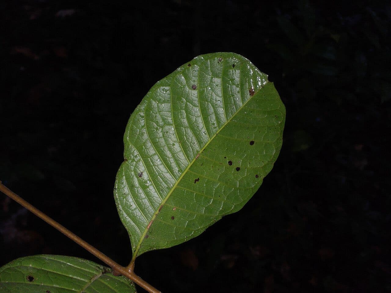 Talisia 6