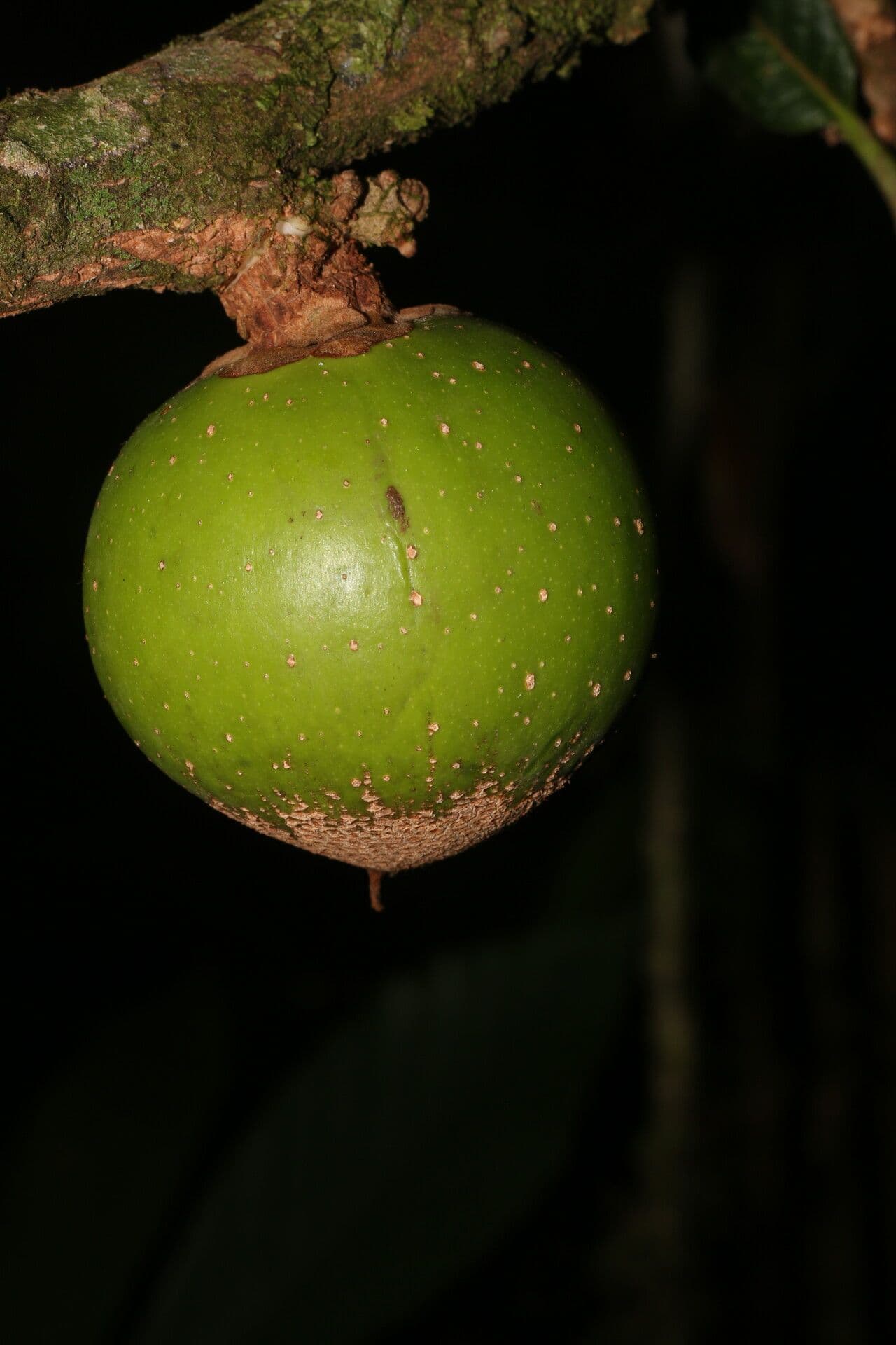 Pouteria 3