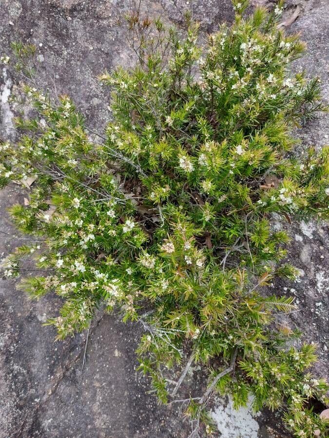 Variable tea-myrtle 5