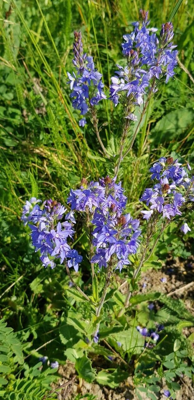 Veronica austriaca 26
