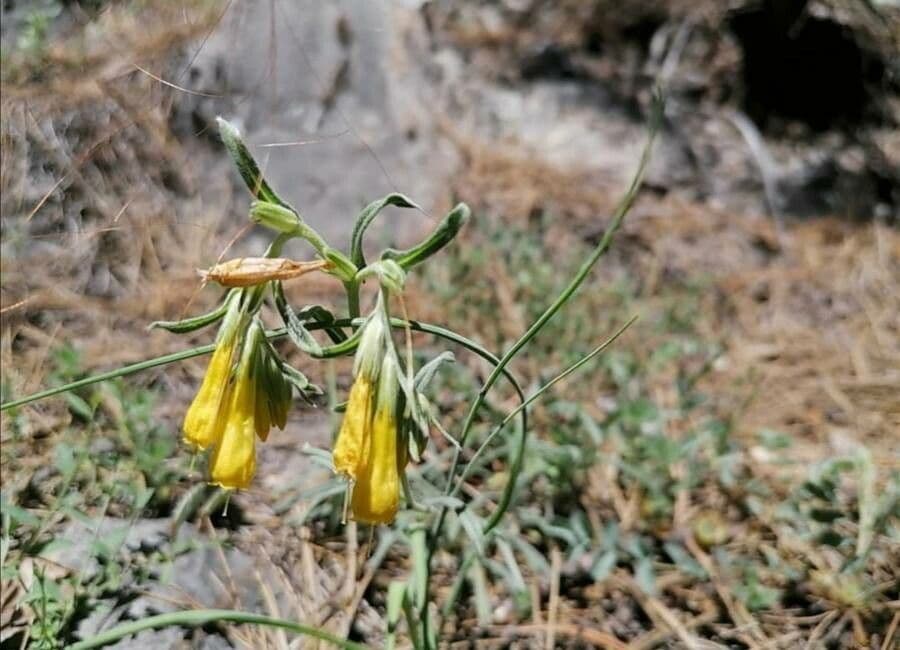 Onosma 4