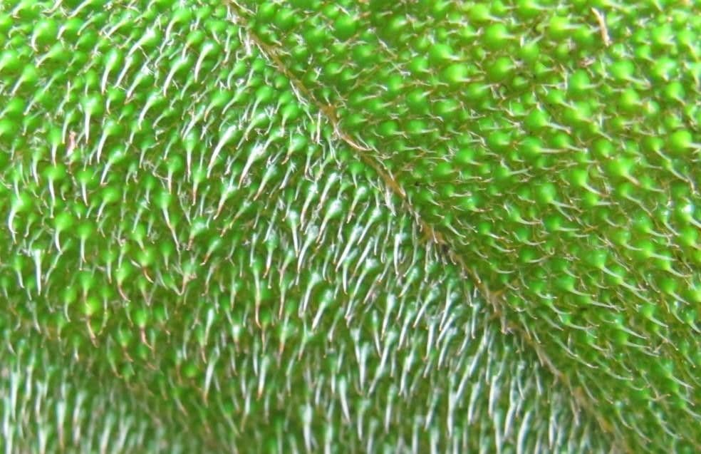 Miconia 10