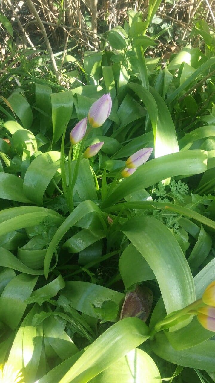 Tulipano 12