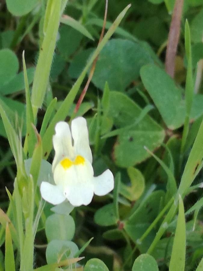 Linaria reflexa