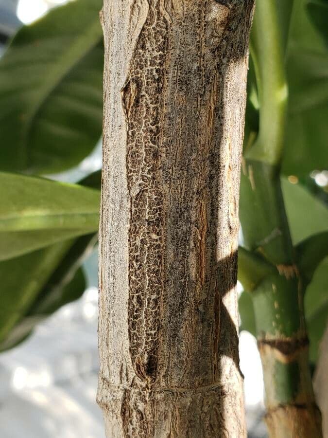 Fagraea ceilanica subsp. ceilanica 5