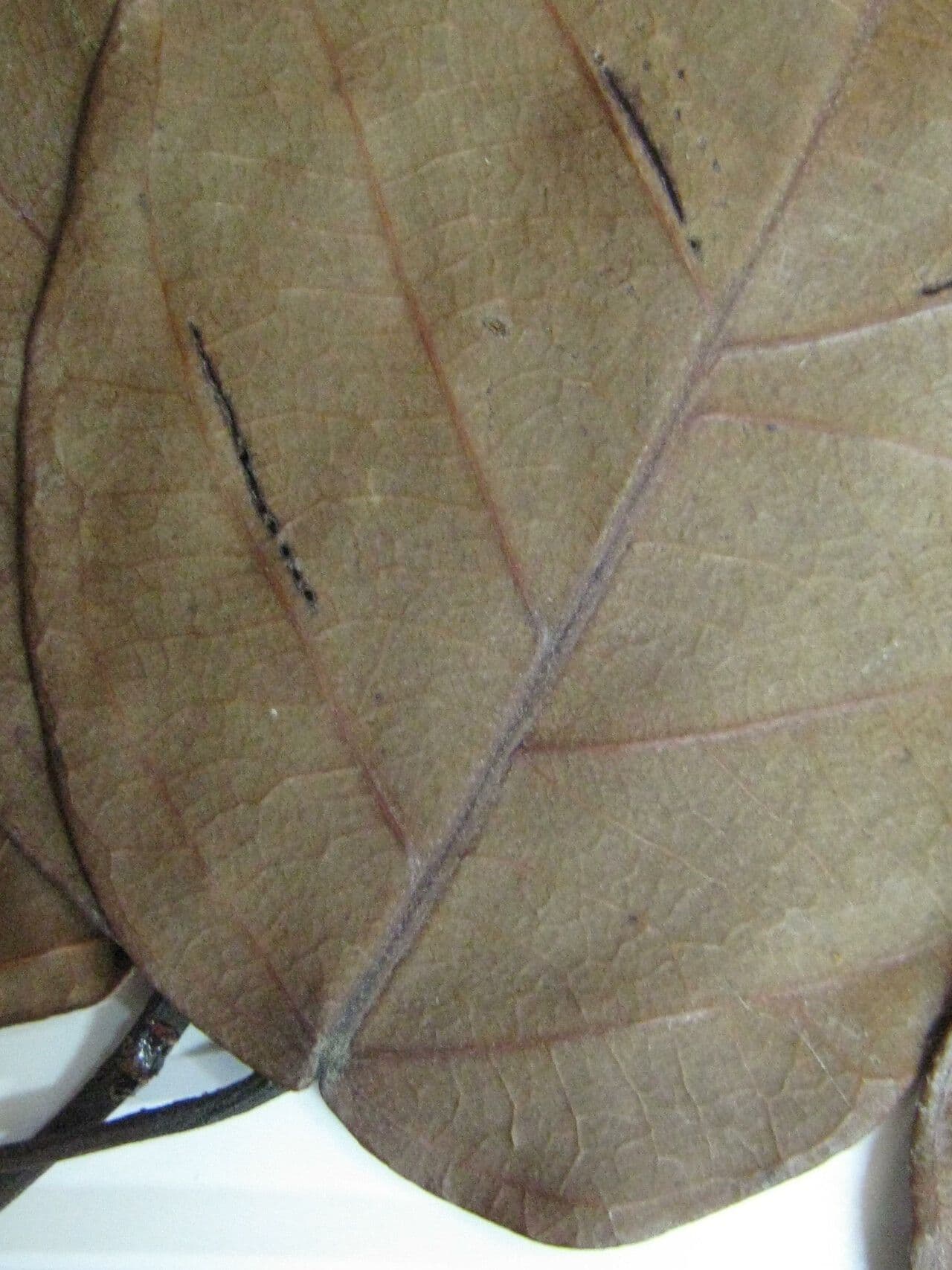 Huberodendron swietenioides 5