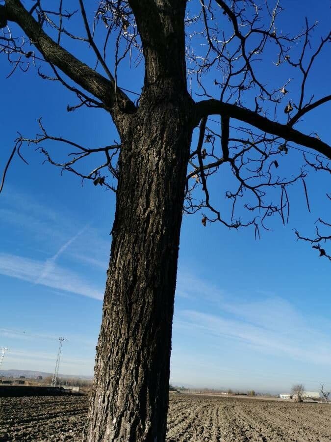 Catalpa comune 21