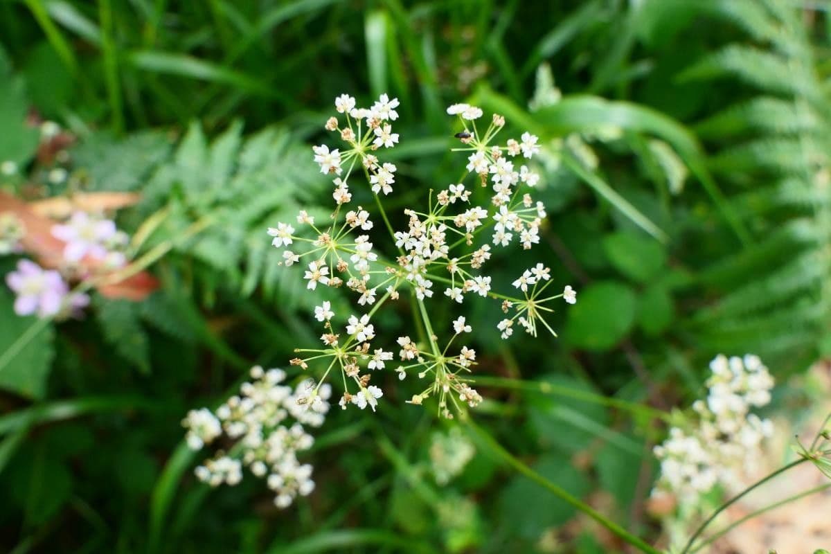 Physospermum della Cornovaglia 4