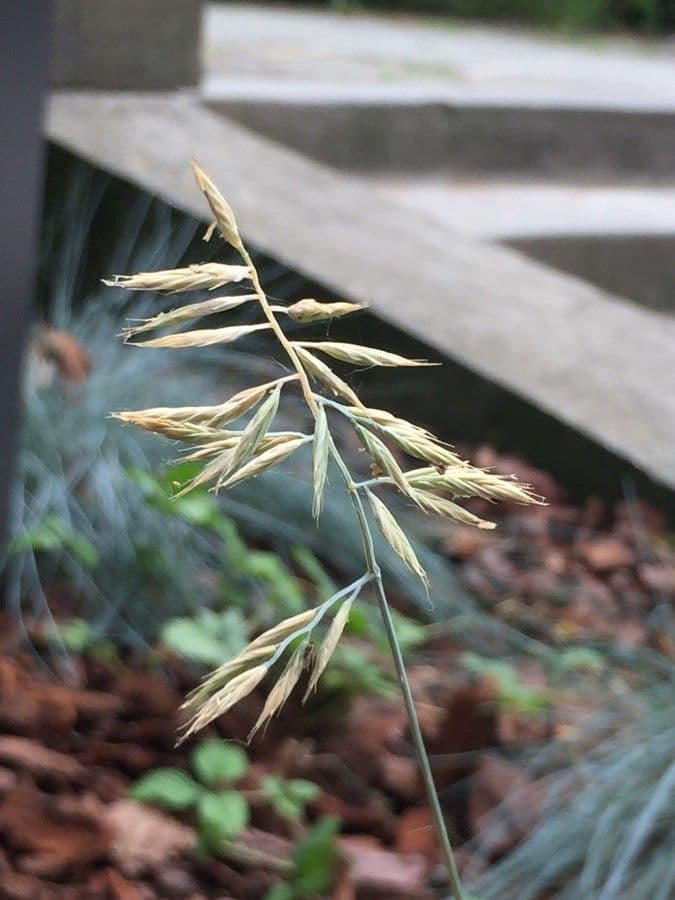 Festuca blu