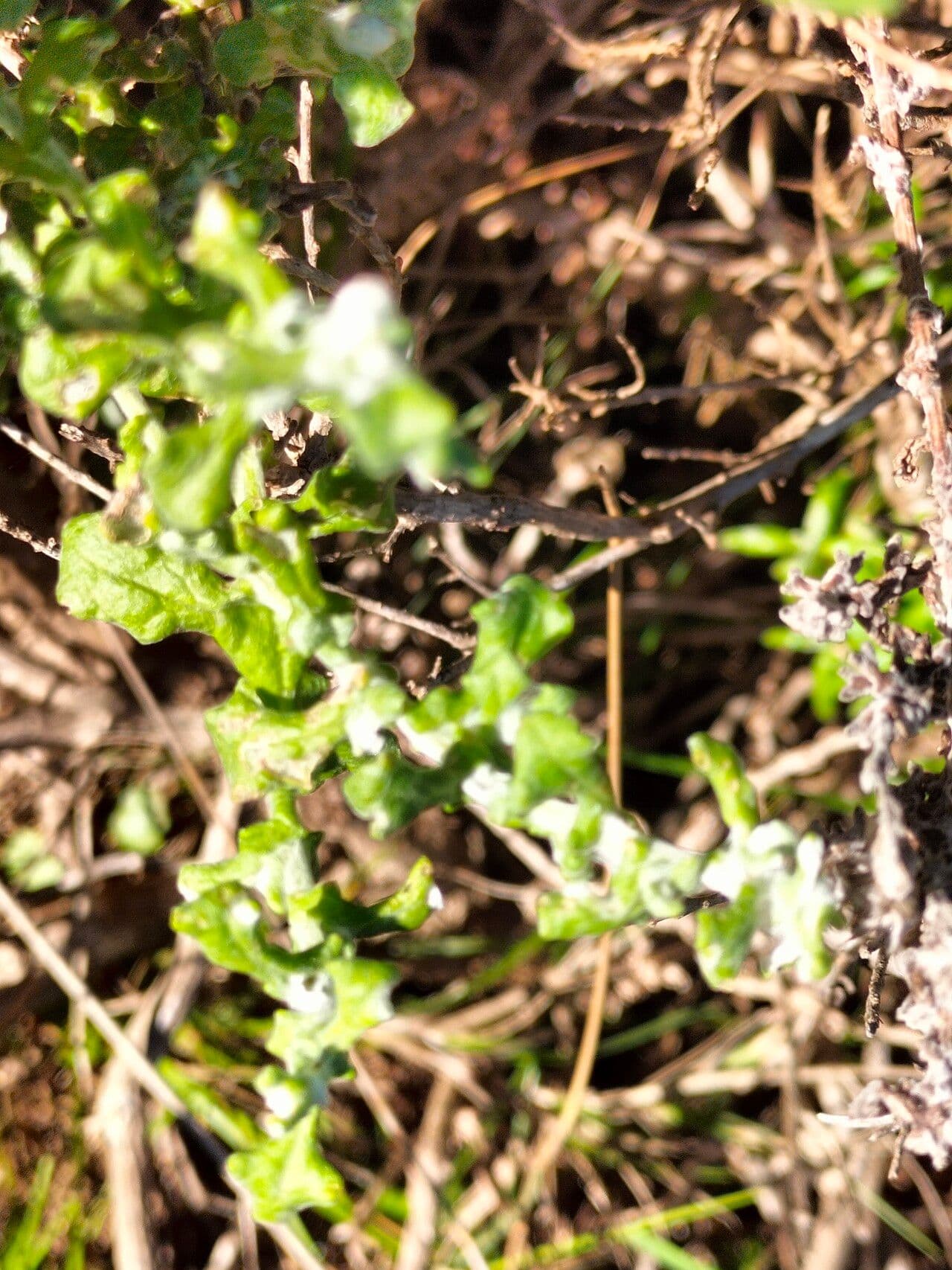 Breitblättriges Strohblumen 4
