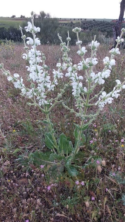 Salvia argentea 9