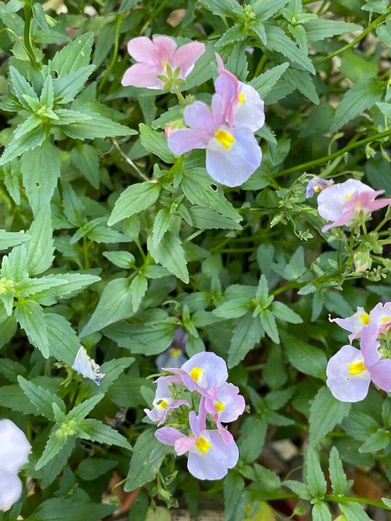 Nemesia arbustiva 10