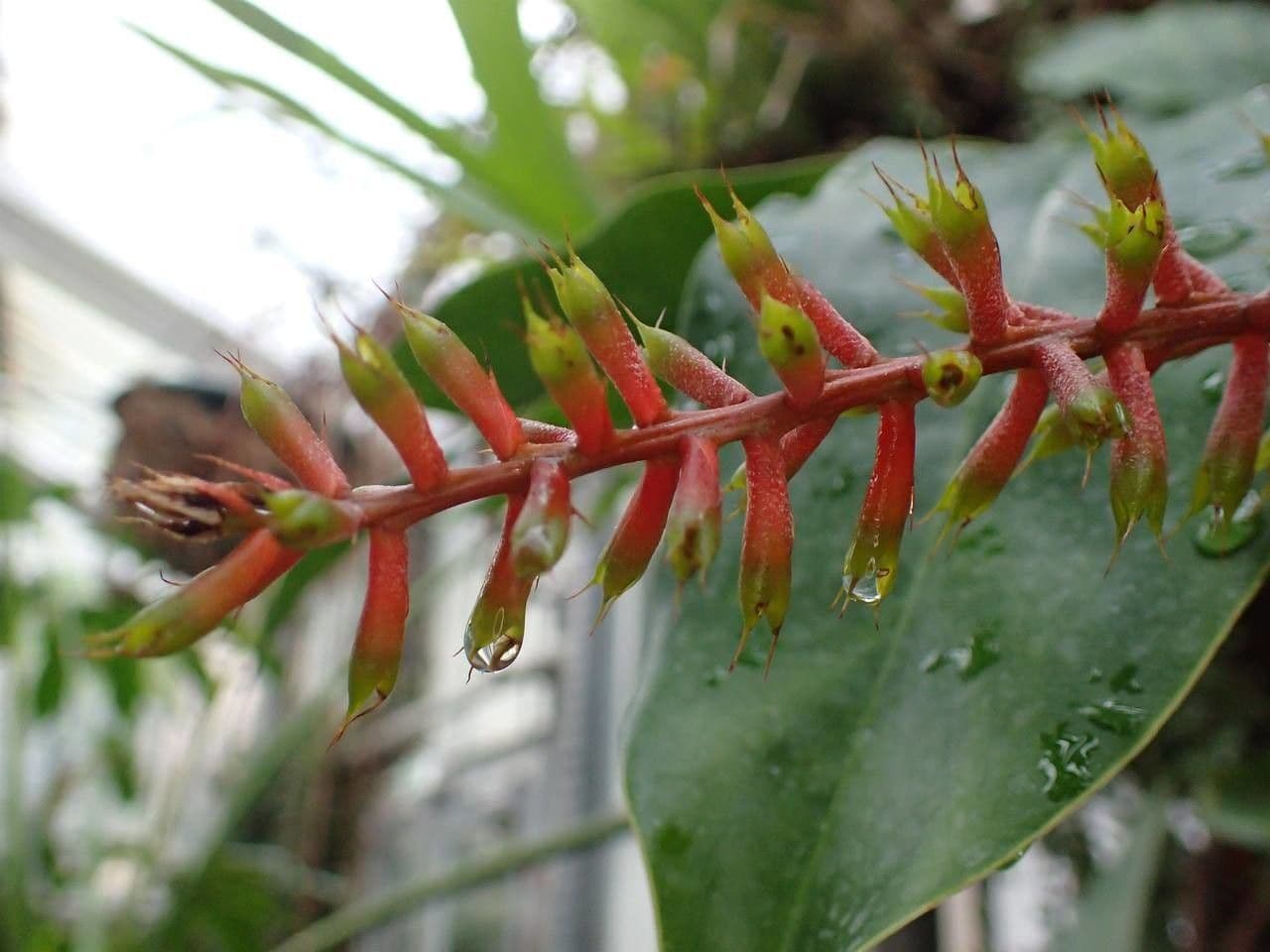 Aechmea 2