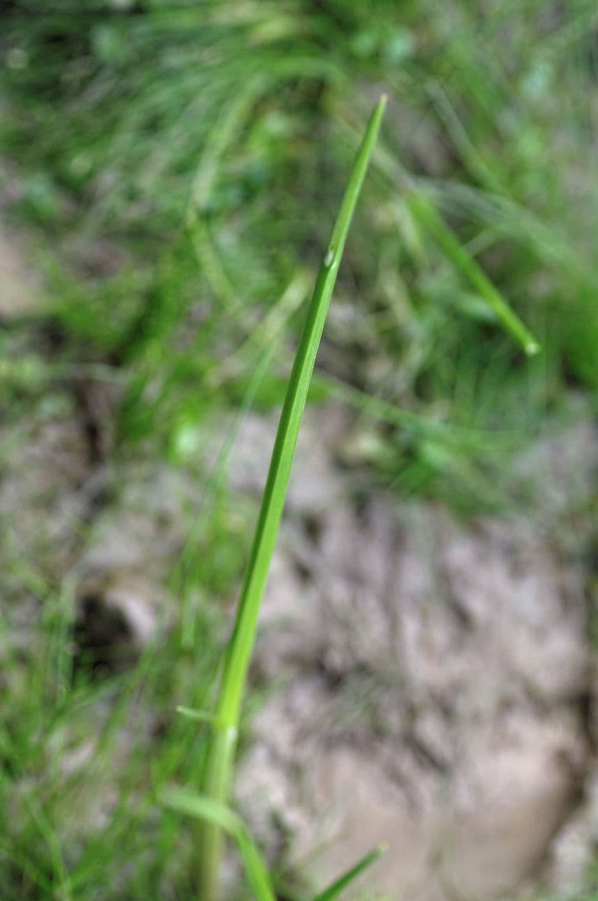 Schoenoplectus triqueter 19