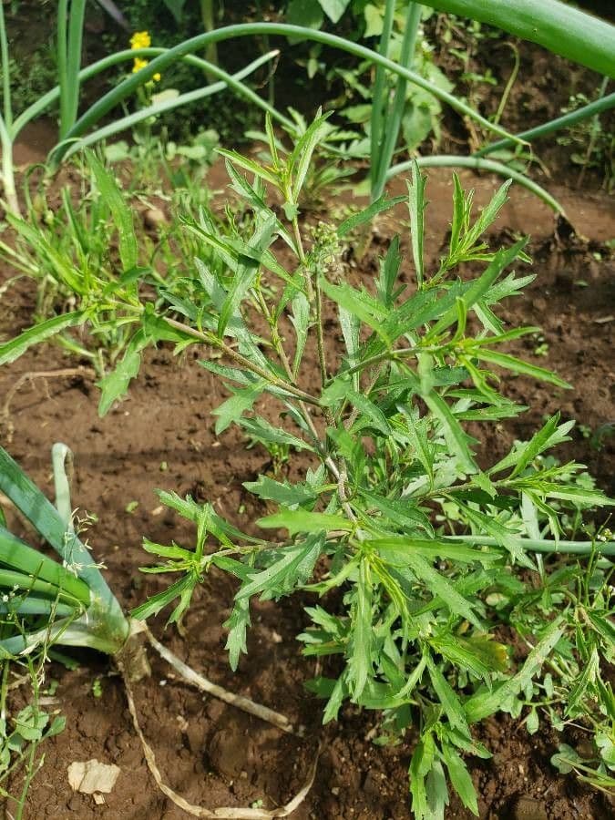 Lepidium apetalum 2