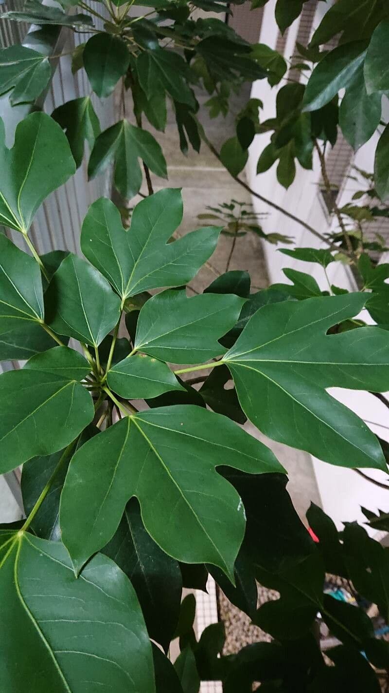 Dendropanax trifidus 2