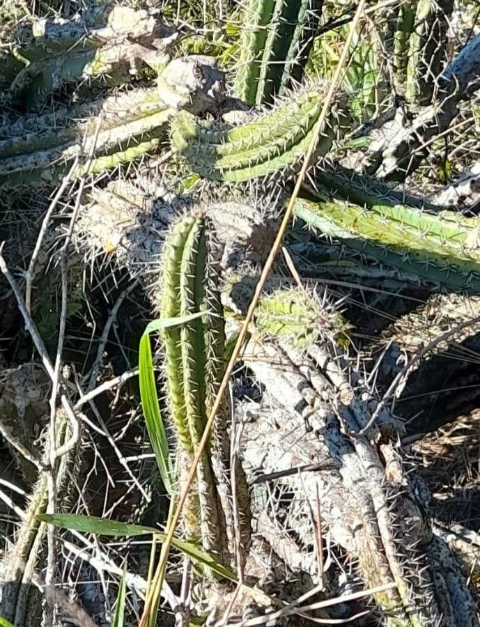 Praecereus euchlorus 9