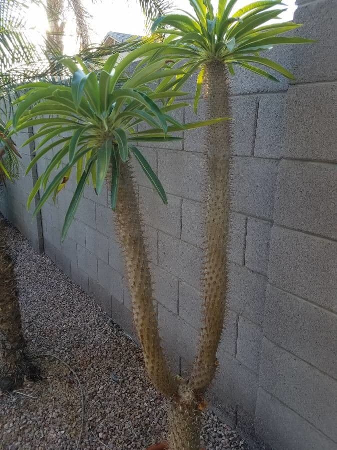 Pachypodium 14