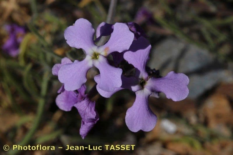 Matthiola 4