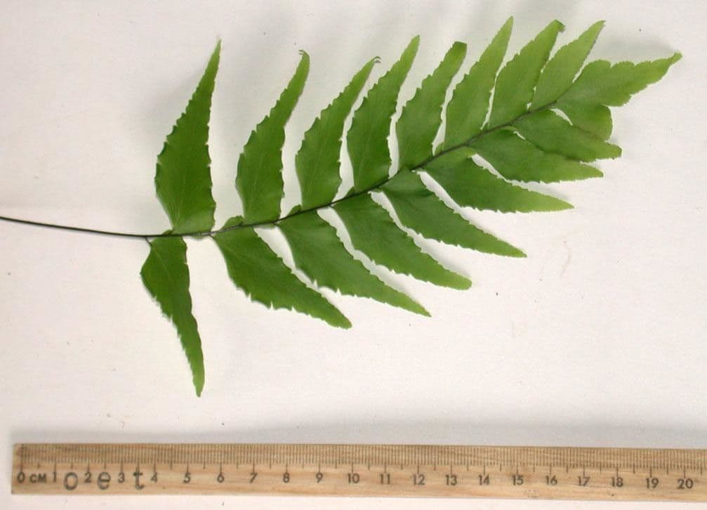 Adiantum 8