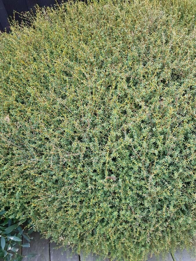 Olearia 4